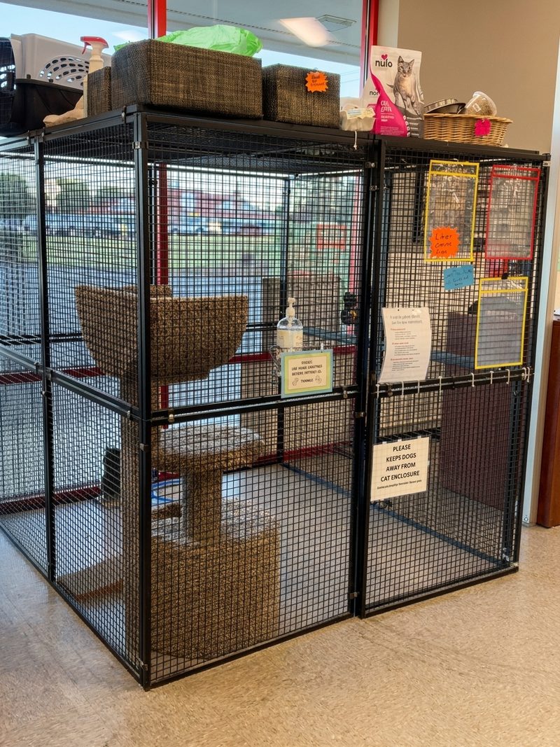 The cat adoption enclosure by the front windows, with a cat tree inside